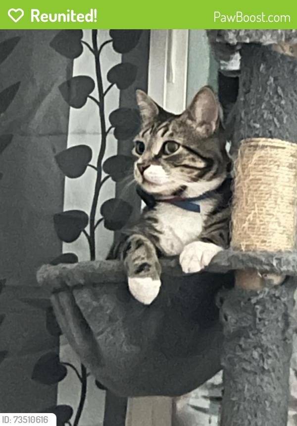 Reunited Male Cat last seen Randolph and Phillips street, Wilson, NC 27893