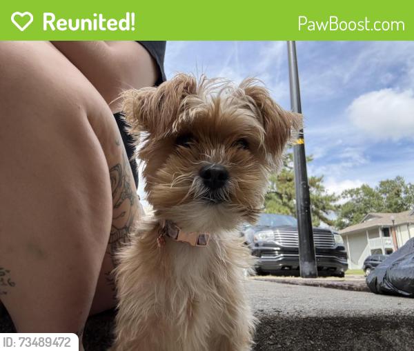 Reunited Female Dog last seen Wylds Rd, Wrightsboro. Augusta Mall, Augusta, GA 30909