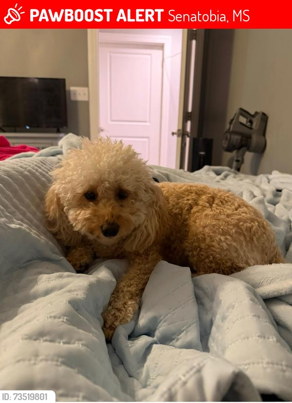Lost Female Dog last seen Tall Oaks Drive Senatobia Mississippi, Senatobia, MS 38668