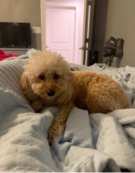 Lost Female Dog last seen Tall Oaks Drive Senatobia Mississippi, Senatobia, MS 38668