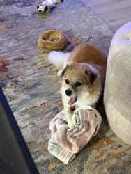 Reunited Male Dog last seen Lofgren, Port St. Lucie, FL 34953