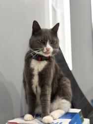 Lost Female Cat last seen Huntington st, Lowell, MA 01852