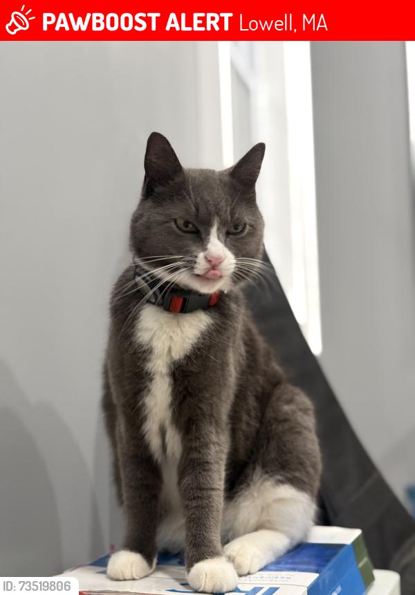 Lost Female Cat last seen Huntington st, Lowell, MA 01852