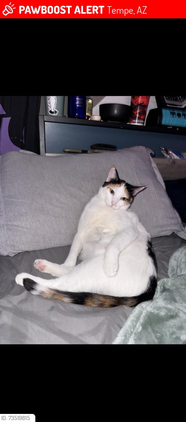 Lost Female Cat last seen In between 3rd and 4th st, Tempe, AZ 85281