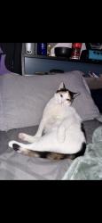 Lost Female Cat last seen In between 3rd and 4th st, Tempe, AZ 85281