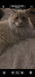Lost Male Cat last seen Locan, Clovis, CA 93611
