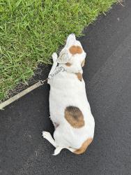 Reunited Female Dog last seen Saddlehorn Trail, Clay County, FL 32068