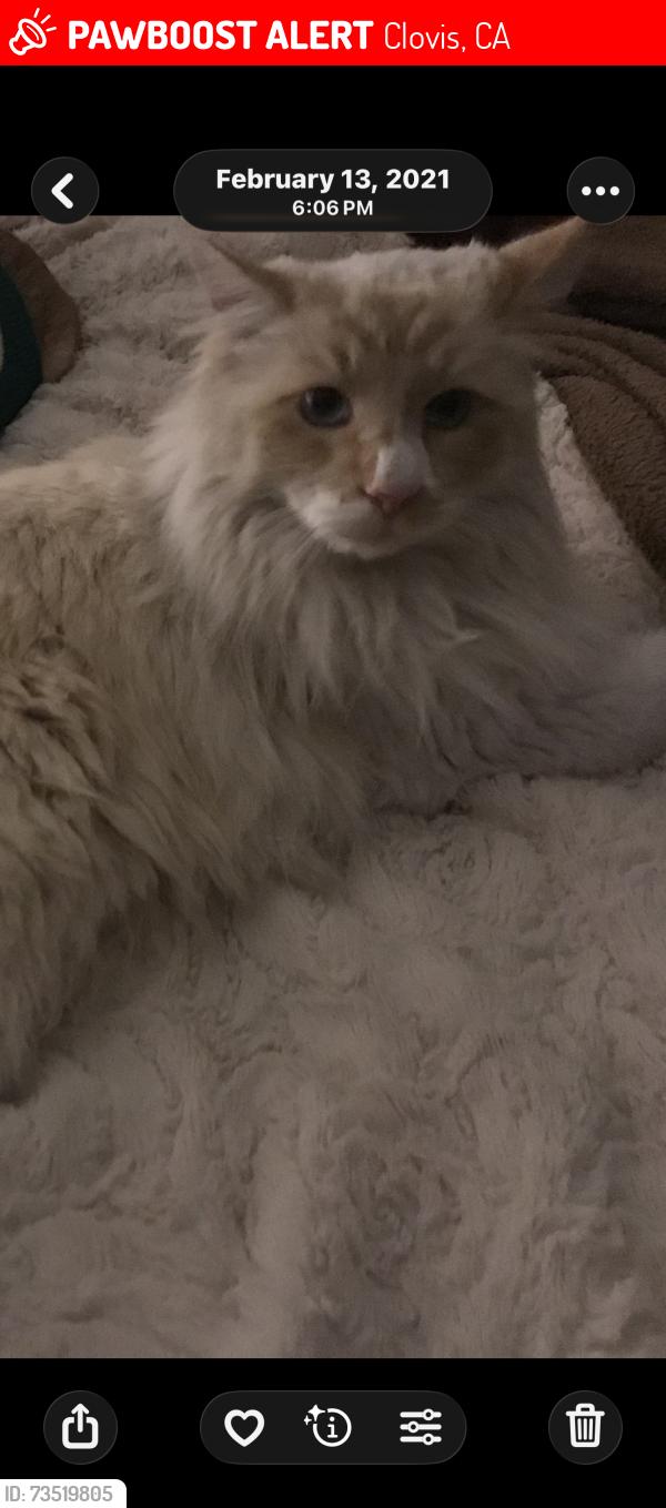 Lost Male Cat last seen Locan, Clovis, CA 93611