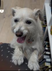 Lost Male Dog last seen Valley Circle and Calenda Dr, Los Angeles, CA 91367