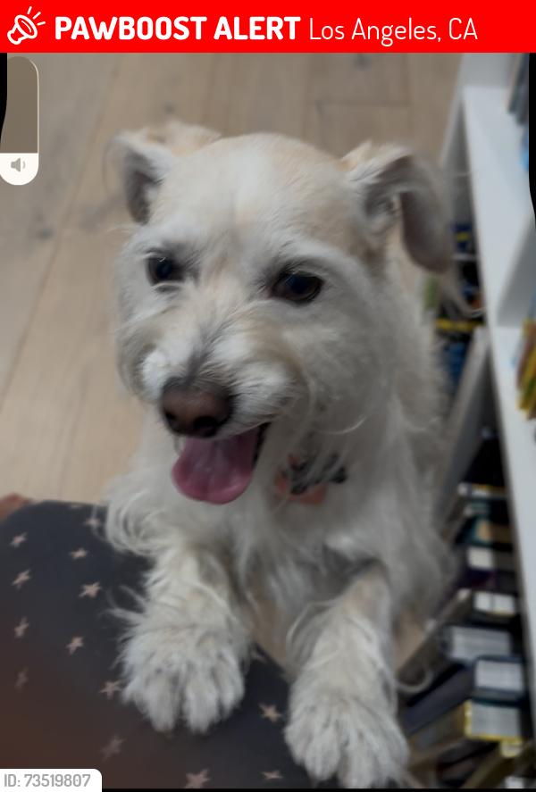 Lost Male Dog last seen Valley Circle and Calenda Dr, Los Angeles, CA 91367