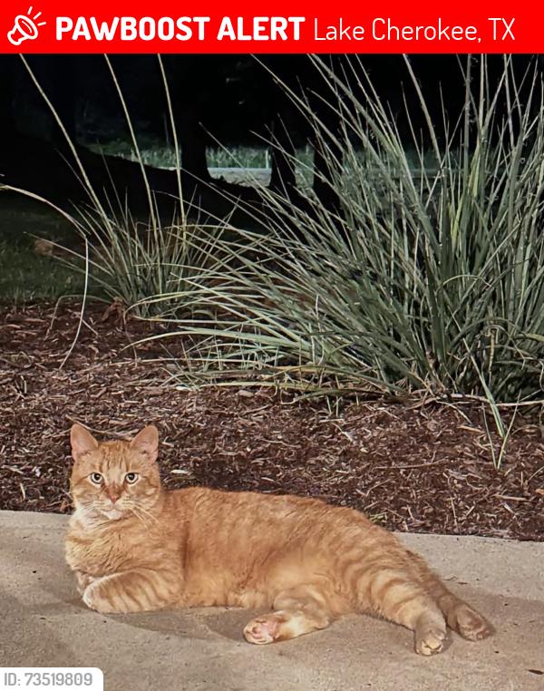 Lost Male Cat last seen CR 2011; Settled Roots Rv Park, Cherokee Trail N, TX 75603