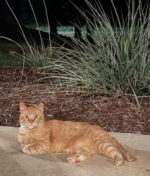 Lost Male Cat last seen CR 2011; Settled Roots Rv Park, Cherokee Trail N, TX 75603