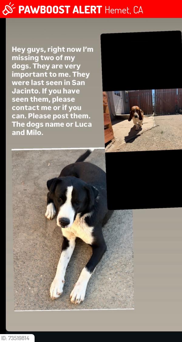 Lost Male Dog last seen Palm esplanade hemet, CA, Hemet, CA 92543