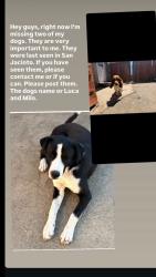 Lost Male Dog last seen Palm esplanade hemet, CA, Hemet, CA 92543