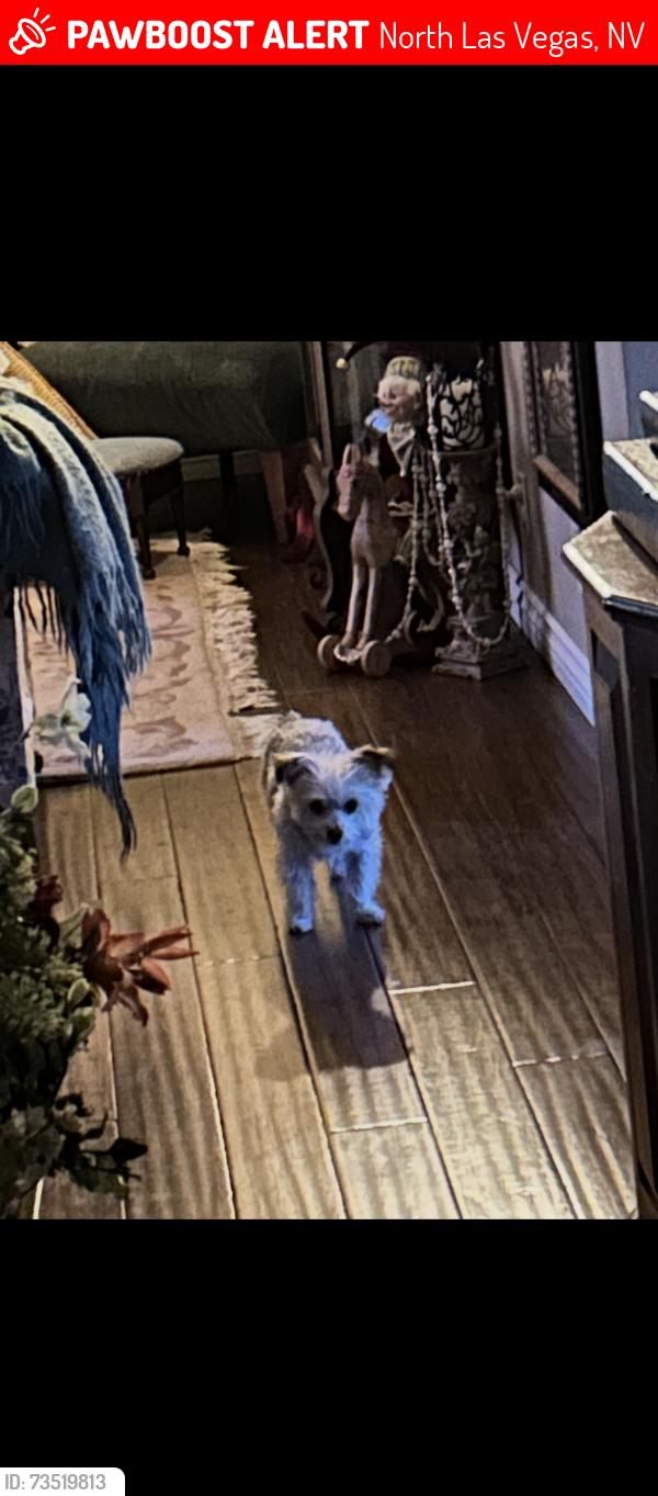 Lost Female Dog last seen Winco shopping cross streets on Decatur and tropical, North Las Vegas, NV 89031