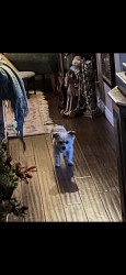 Lost Female Dog last seen Winco shopping cross streets on Decatur and tropical, North Las Vegas, NV 89031