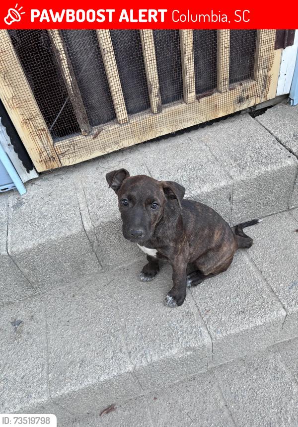 Lost Female Dog last seen Carver Lyon school / Harper street, Columbia, SC 29204