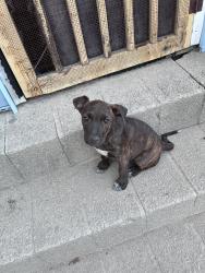 Lost Female Dog last seen Carver Lyon school / Harper street, Columbia, SC 29204