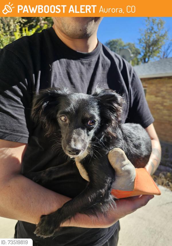 Found/Stray Female Dog last seen 7th and scranton Ct, Aurora, CO 80011