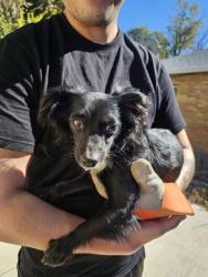 Found/Stray Female Dog last seen 7th and scranton Ct, Aurora, CO 80011