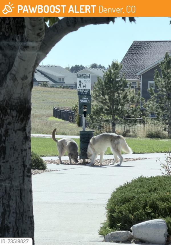Found/Stray Unknown Dog last seen Heading toward park on intersection of Maxwell & Ireland, Denver, CO 80249