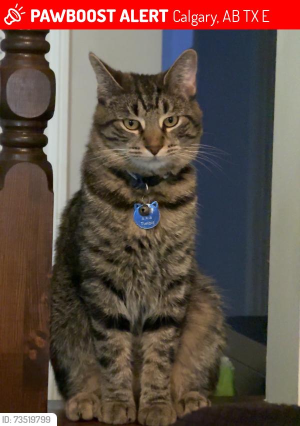 Lost Male Cat last seen Midnapore community center, Calgary, AB T2X 1E1