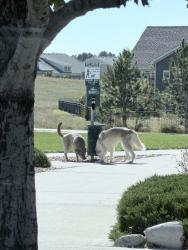 Found/Stray Unknown Dog last seen Heading toward park on intersection of Maxwell & Ireland, Denver, CO 80249
