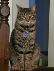 Lost Male Cat last seen Midnapore community center, Calgary, AB T2X 1E1