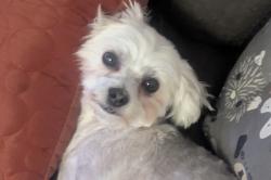 Lost Female Dog last seen Winston and Elmwood, South Euclid, OH 44124
