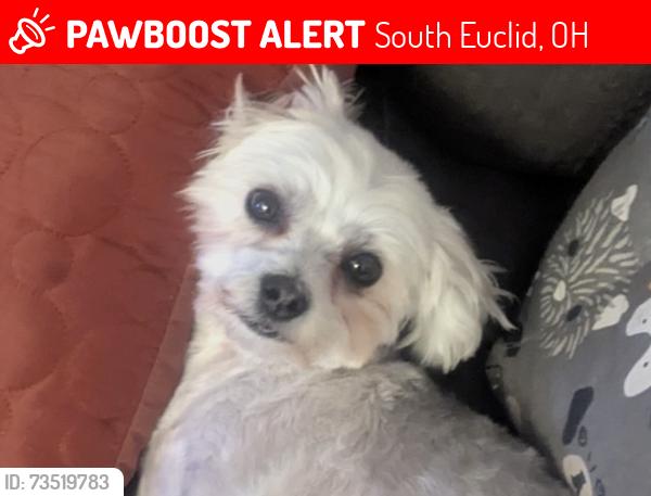 Lost Female Dog last seen Winston and Elmwood, South Euclid, OH 44124