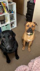 Reunited Male Dog last seen Woodlawn Rd, Louisiana, USA, Vermilion Parish, LA 70508