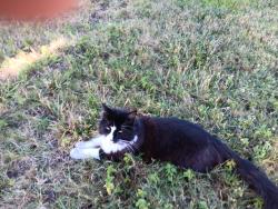 Found/Stray Unknown Cat last seen Midas Avenue along the recreation area near Mountain View Drive, Rocklin, CA 95677