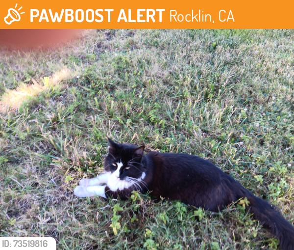 Found/Stray Unknown Cat last seen Midas Avenue along the recreation area near Mountain View Drive, Rocklin, CA 95677
