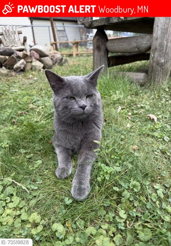 Lost Male Cat last seen Hudson Rd, Woodbury, MN 55125