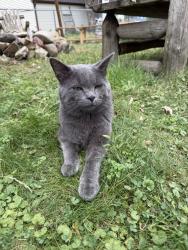 Lost Male Cat last seen Hudson Rd, Woodbury, MN 55125