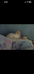 Lost Female Cat last seen Midland ave & John R st, Muscle Shoals, AL 35661