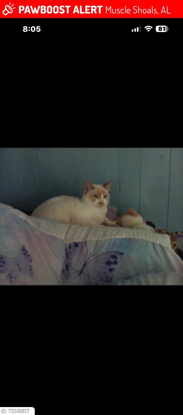 Lost Female Cat last seen Midland ave & John R st, Muscle Shoals, AL 35661