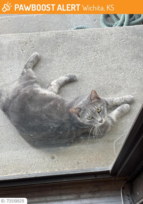 Found/Stray Female Cat last seen 29th and Woodlawn, Wichita, KS 67226