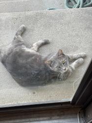 Found/Stray Female Cat last seen 29th and Woodlawn, Wichita, KS 67226