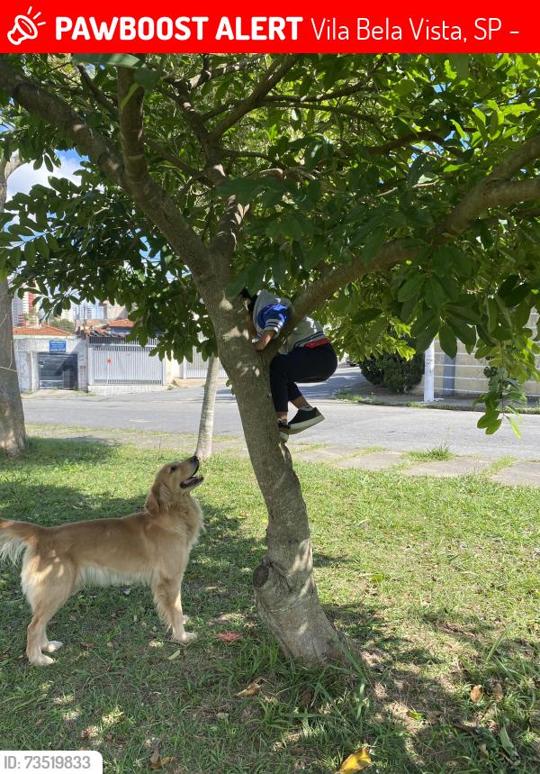Lost Female Dog last seen Travessa Jamunda, Vila Bela Vista, SP 09181-160