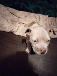 Reunited Male Dog last seen N.e.10th And Midwest boulevard, Midwest City, OK 73110