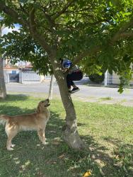 Lost Female Dog last seen Travessa Jamunda, Vila Bela Vista, SP 09181-160