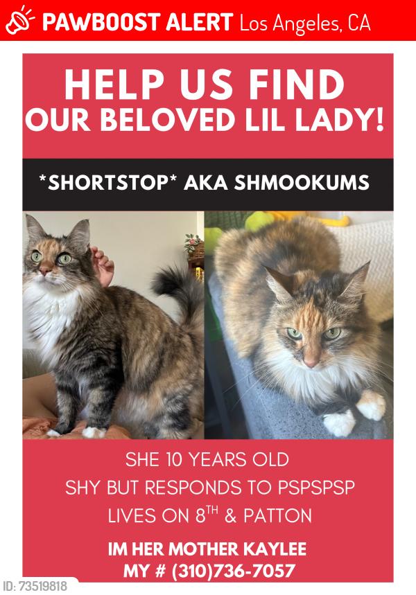 Lost Female Cat last seen 8th & Patton and 8th & Walker, Los Angeles, CA 90731