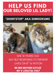 Lost Female Cat last seen 8th & Patton and 8th & Walker, Los Angeles, CA 90731