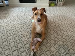 Lost Female Dog last seen Parsons Woods Drive/Parsons Woods Neighborhood, Brandon, FL 33584