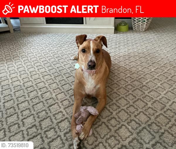 Lost Female Dog last seen Parsons Woods Drive/Parsons Woods Neighborhood, Brandon, FL 33584