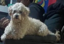 Reunited Male Dog last seen Near trade fair in Astoria and 99st, Queens, NY 11369