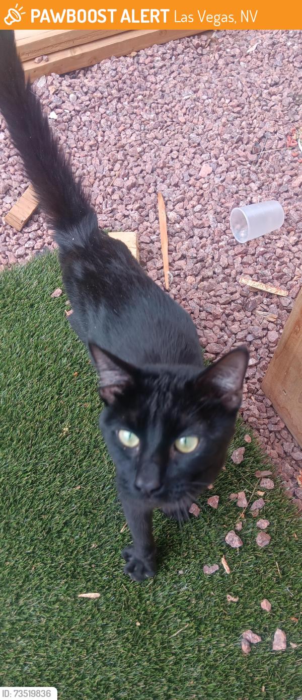 Found/Stray Male Cat last seen Cinderella ln, Las Vegas, NV 89102