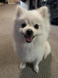 Found/Stray Male Dog last seen Poplar AV, Redwood City, CA 94062
