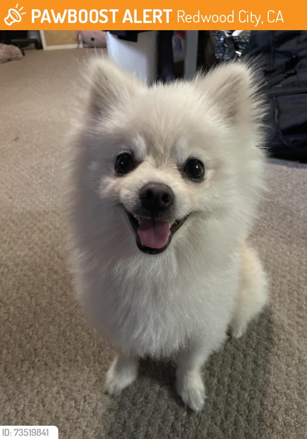 Found/Stray Male Dog last seen Poplar AV, Redwood City, CA 94062